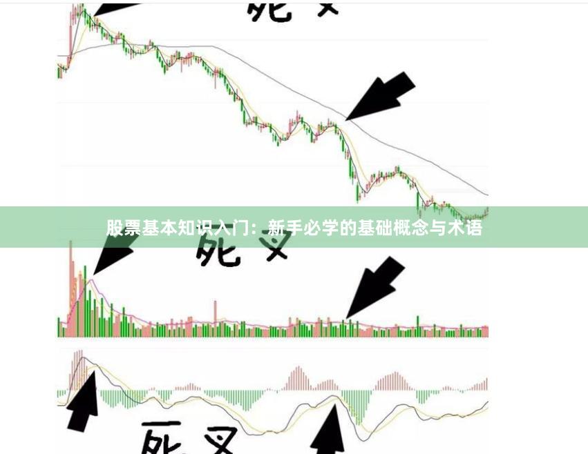 股票基本知识入门：新手必学的基础概念与术语